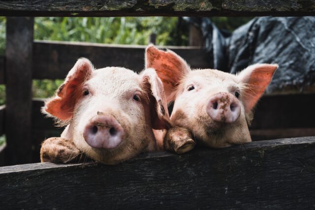 Of Humans, for Humans, and by Smithfield: How corporate law helps enable us to eat pigs comfortably