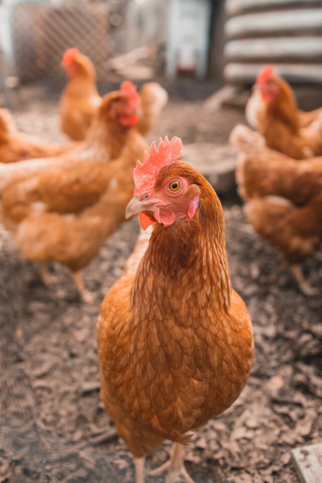 Fowl Play: Corporate Law and the Chicken Industry